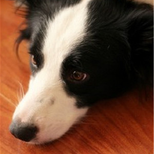 在线观看片免费人成视频播放
